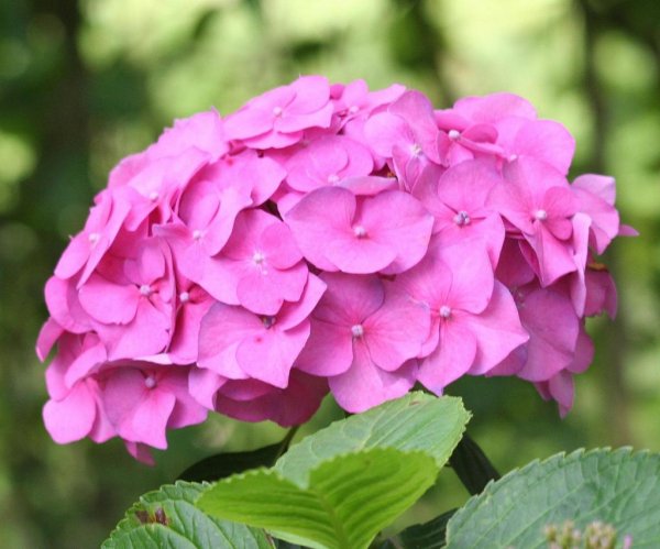 29-p-gortenziya-foto-32