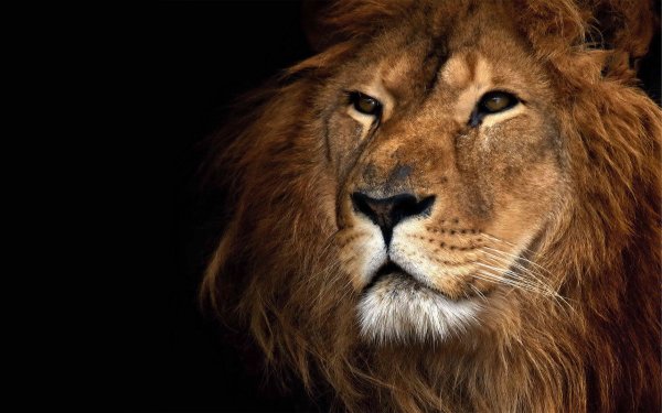 Wallpapers Mix 1960 497