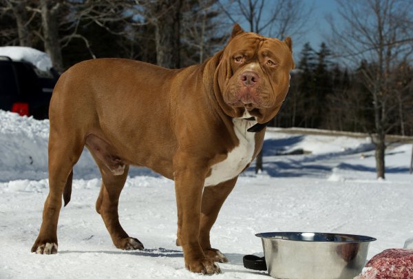 pitbull Халк 08