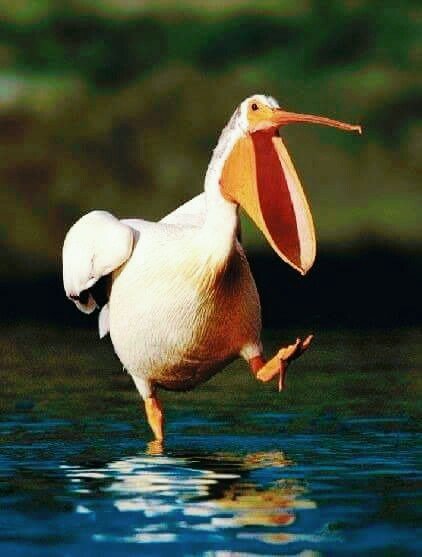 пеликан 200338