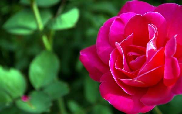 flower-macro-cvetok-makro