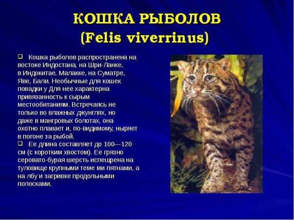 Кошка рыболов