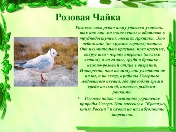 Розовая чайка