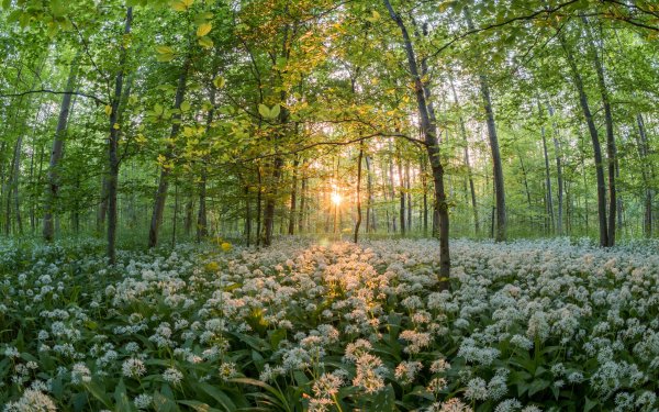 Tree-forest-blossom-plant