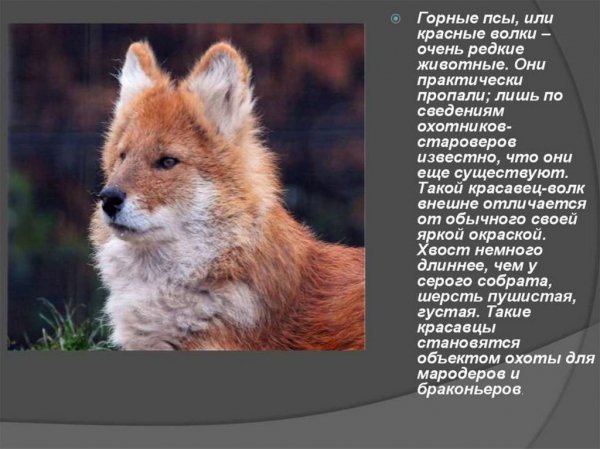 Красные волки