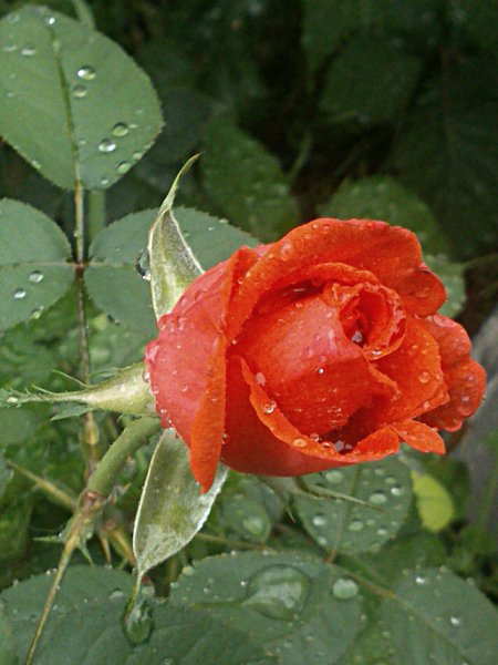 IMG 20150516 120056