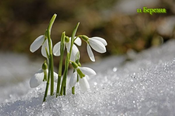 11 Березня