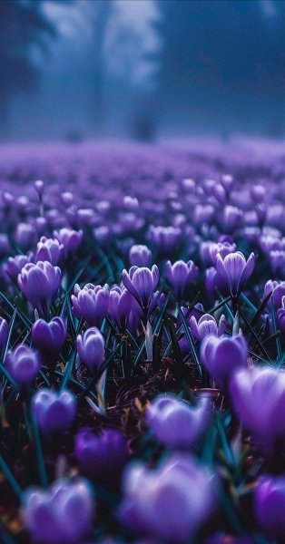 Арт Природа