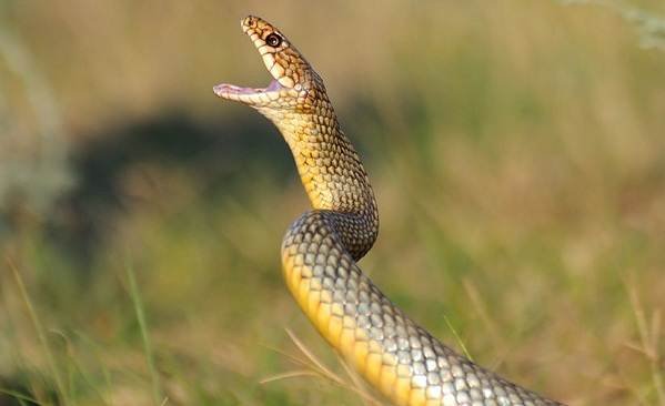 Желтопузик (2)