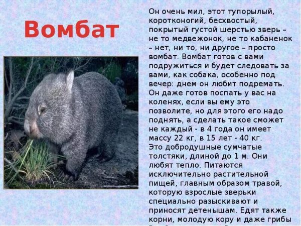 Вомбат