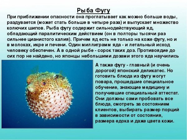 Рыба фугу