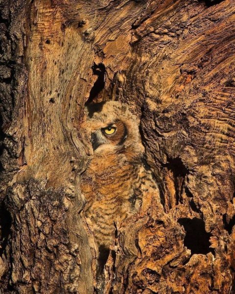 0e806afc440a65470ca6088ff83044cc