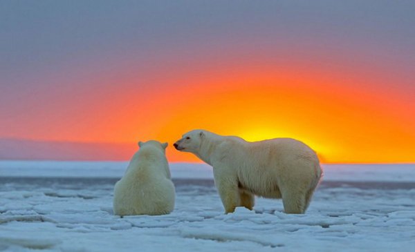 Polar Bears
