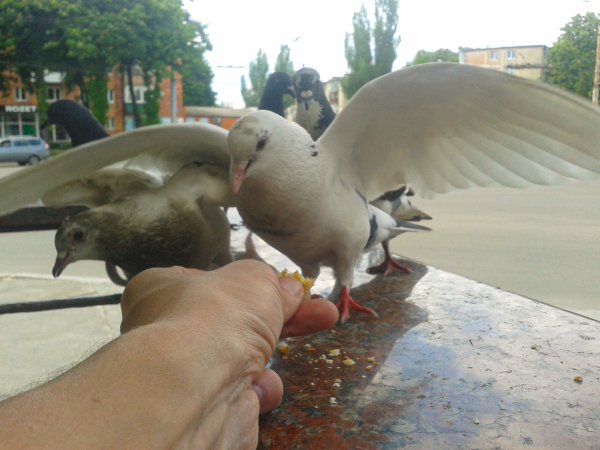 Наглые пернатые