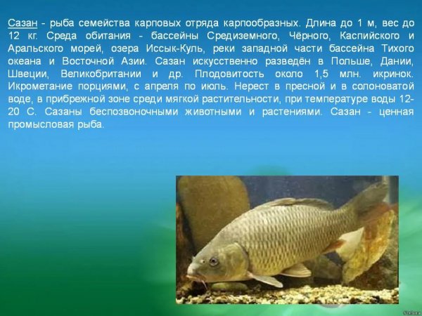 Сазан