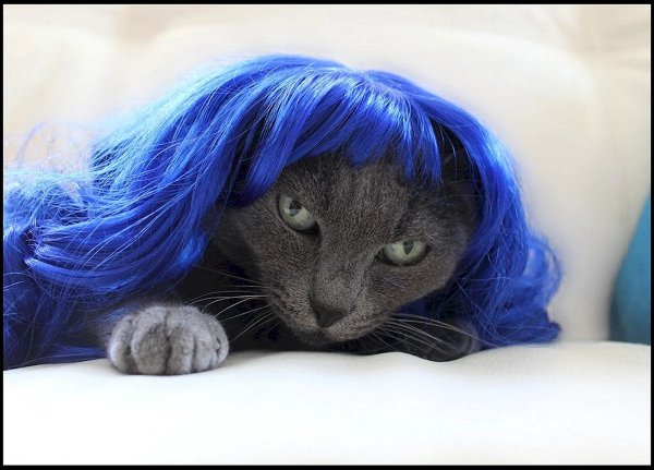 2 кошка в синем парике