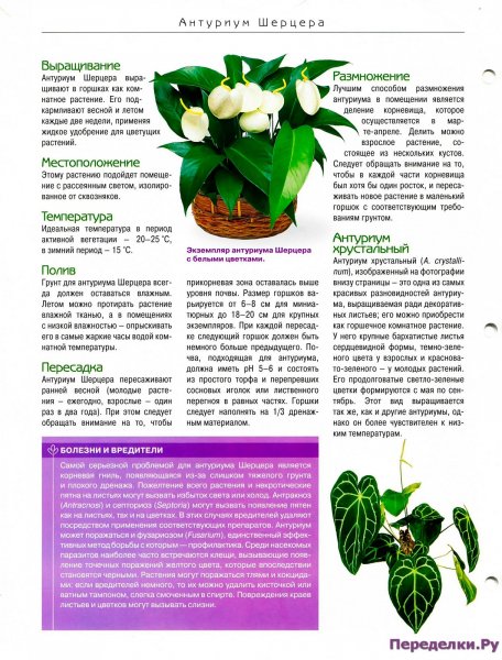 Антуриум Шерцера