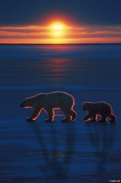 ebd8131ec4be5e814ffc036bb9b9061c