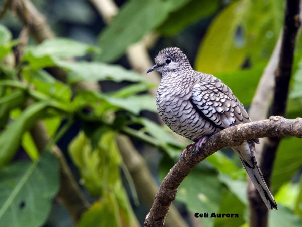 Чешуйчатая земляная горлица (Columbina squammata)