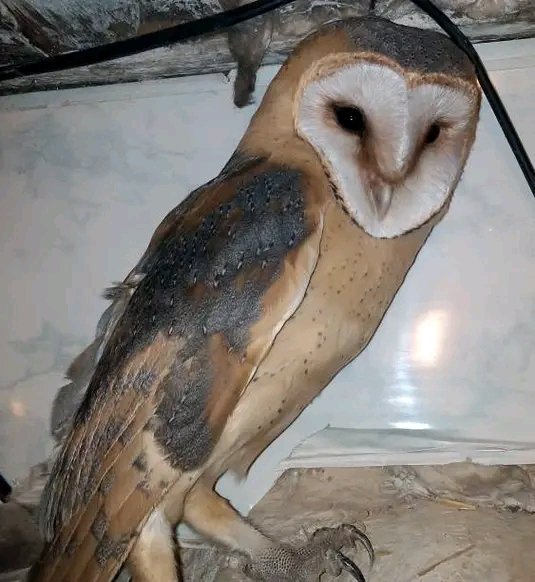 picture_376217248