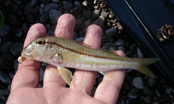Ryiba-barabulka-v-Kryimu