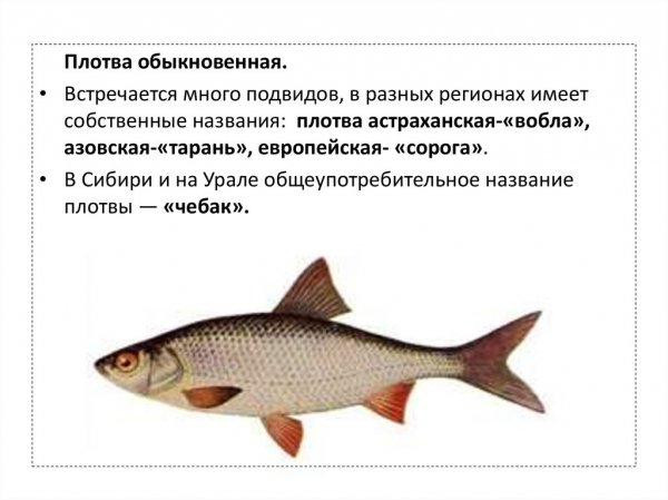 Плотва обыкновенная