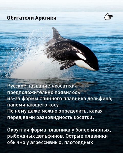 Косатки