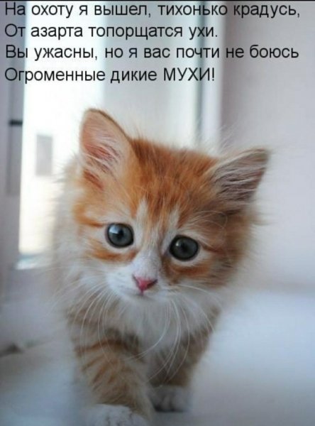 Дикие мухи!