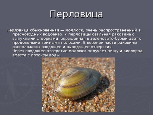 Перловица