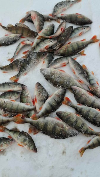 Речных окуней (Perca fluviatilis)