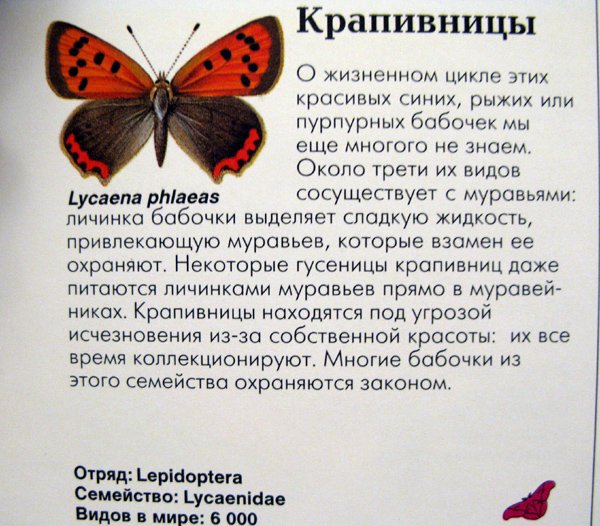 Крапивницы