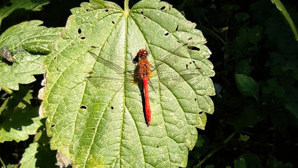 Стрекоза кроваво-красная или сжатобрюх кроваво-красный