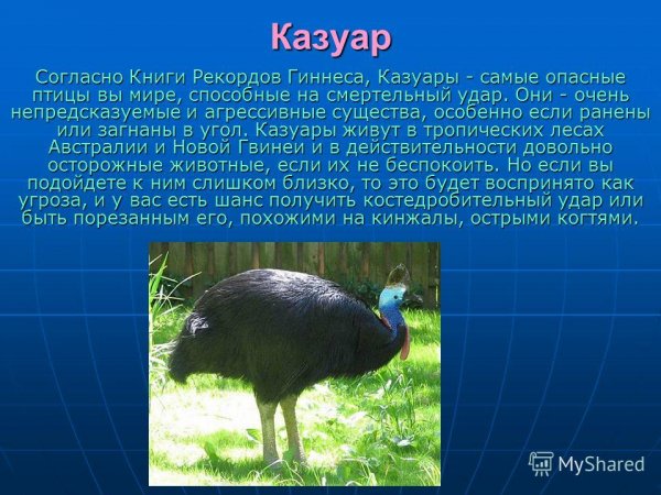 Казуар