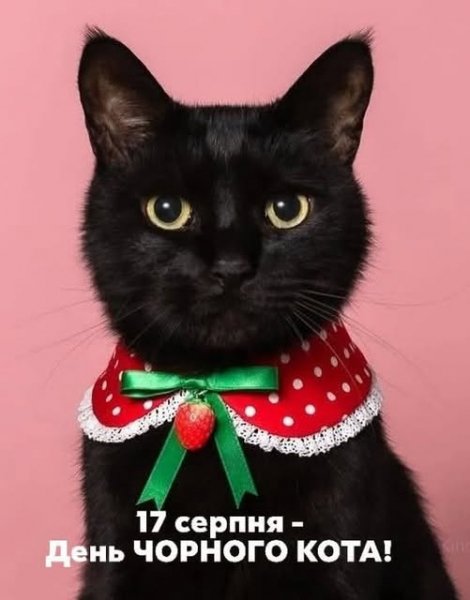 День чорнного кота