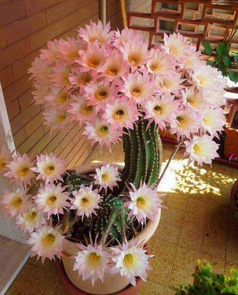 image Кактус