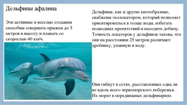 Дельфины афалина