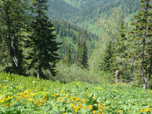 9-funart-pro-p-lekarstvennie-rasteniya-kuzbassa-k