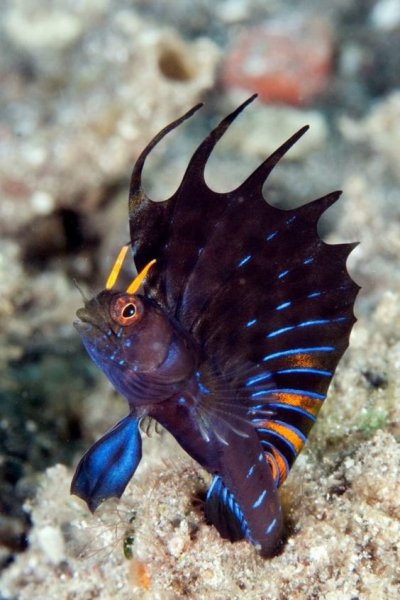 image (3) - 2020-08-13T211441.657