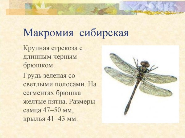 Макромия сибирская