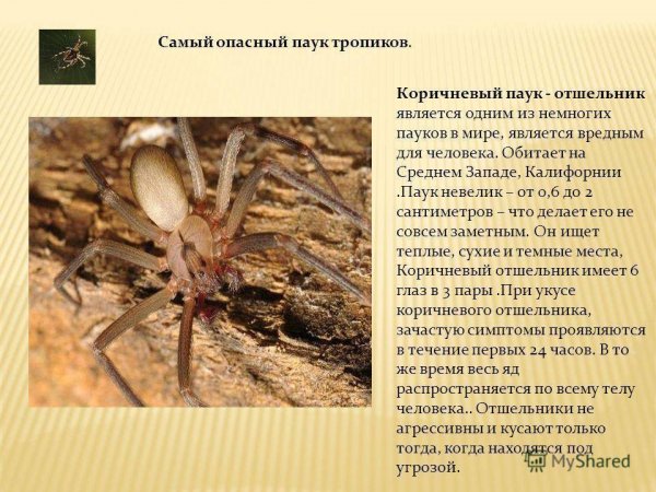 Коричневый паук отшельник