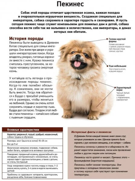 Пекинес