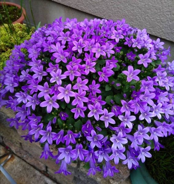 54a558627e4cff3289077d333ab52959