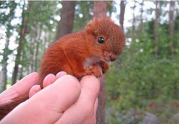 маленький бельчонок