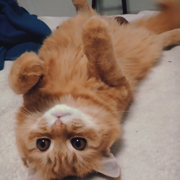 Моя рыжая котЭ Мия)