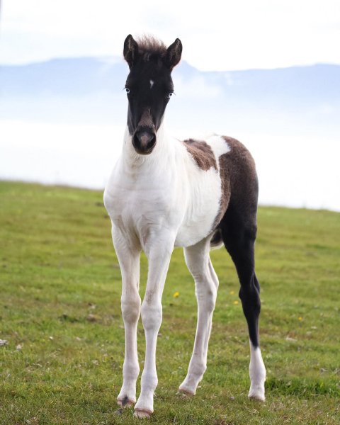 MEDIA # OF HORSE