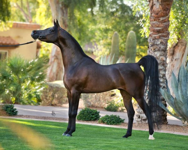 Красивый жеребец