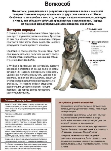 Волкособ