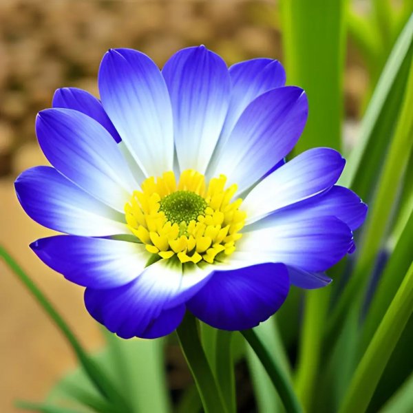 Необычный-цветок