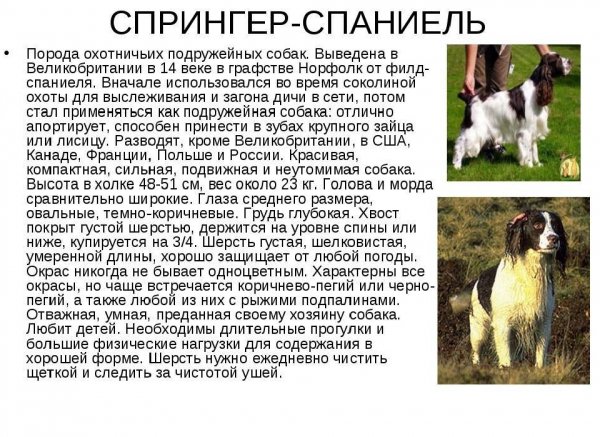Спрингер - спаниель