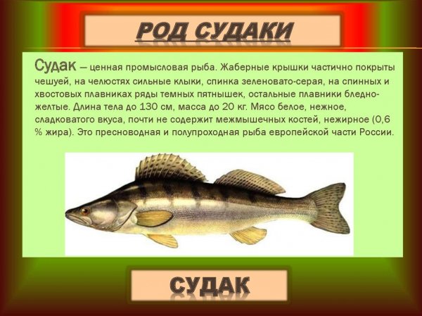 Судак